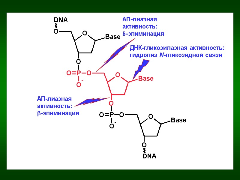ДНК-гликозилазная активность: гидролиз N-гликозидной связи АП-лиазная активность: b-элиминация АП-лиазная активность: d-элиминация